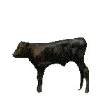 CALF.GIF