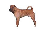 BULLDOG.GIF
