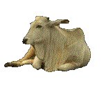 BULL.GIF