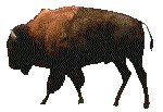 BUFFALO.GIF
