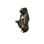 APE.GIF