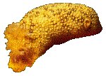 LEMON.GIF