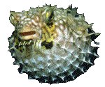FISH12.GIF