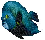 FISH11.GIF