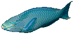FISH09.GIF