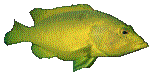 FISH08.GIF