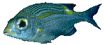 FISH05.GIF