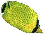 FISH04.GIF