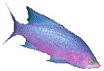 FISH03.GIF