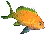 FISH02.GIF