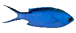 BLUE.GIF