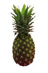 PINEAPLE.GIF
