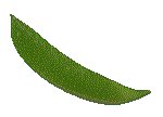 PEA.GIF