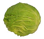 LETTUCE.GIF