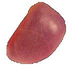 JELLYB6.GIF