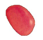 JELLYB4.GIF