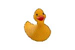 RUBDUCK.GIF