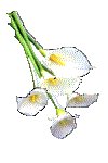 LILIES.GIF