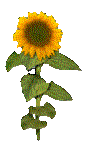 SUNSTCK5.GIF