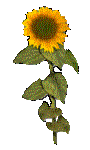 SUNSTCK4.GIF