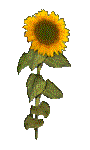 SUNSTCK3.GIF