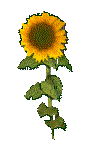 SUNSTCK2.GIF