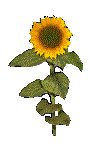 SUNSTCK1.GIF