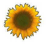 SUNFLR04.GIF