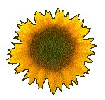 SUNFLR03.GIF