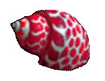 SHELL18.GIF