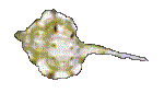 SHELL17.GIF