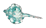 SHELL16.GIF