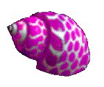 SHELL15.GIF