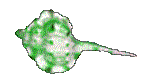 SHELL13.GIF