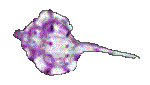 SHELL12.GIF