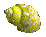 SHELL11.GIF
