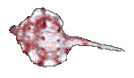 SHELL10.GIF