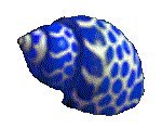 SHELL09.GIF