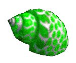 SHELL08.GIF