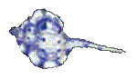 SHELL07.GIF