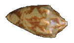 SHELL06.GIF