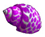 SHELL05.GIF