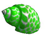 SHELL04.GIF