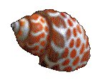 SHELL03.GIF