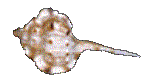SHELL02.GIF