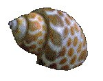 SHELL01.GIF
