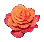 ROSE08.GIF