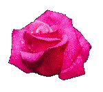ROSE07.GIF
