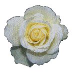 ROSE06.GIF