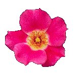ROSE05.GIF